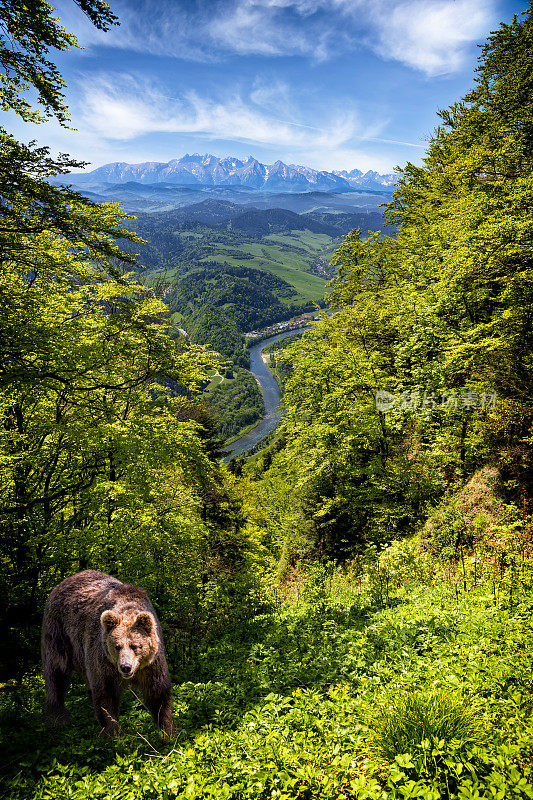 从Pieniny Mountains到Tatras，波兰的夏日景色